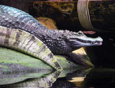 The Cattolica Aquarium